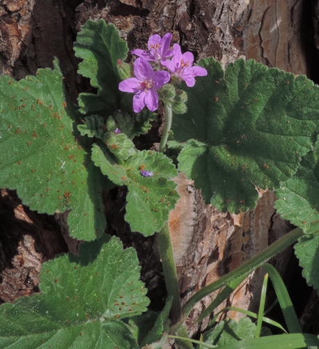Erodium malacoides (L.) L''Hr. (Geraniaceae)